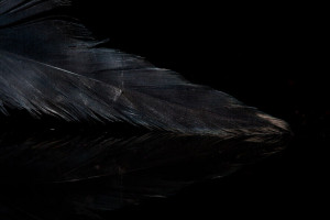 A.Jensen Schlappen Feathers - black